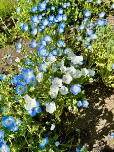 鼻高展望花の丘