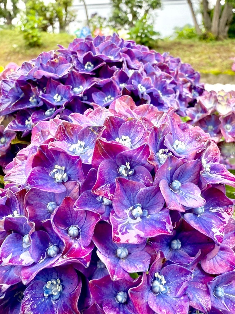 ぺたこ♡さんが投稿したあじさい公園に関する口コミの画像