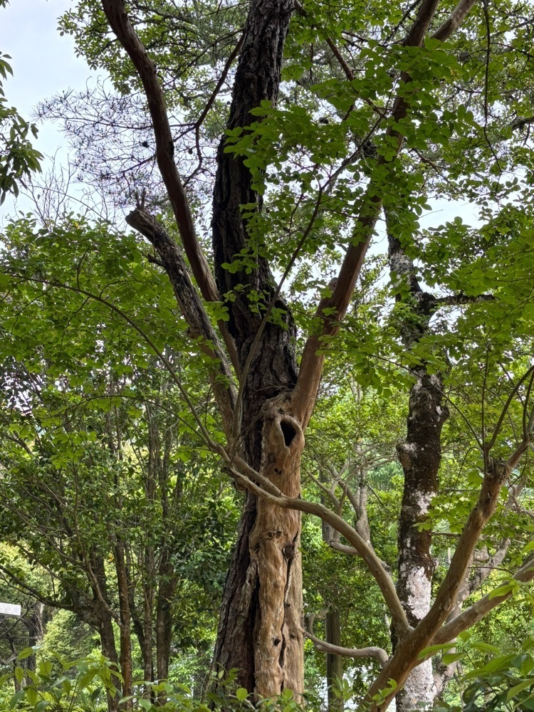 みーなさんが投稿した瑠璃光寺五重塔【香山公園】に関する口コミの画像