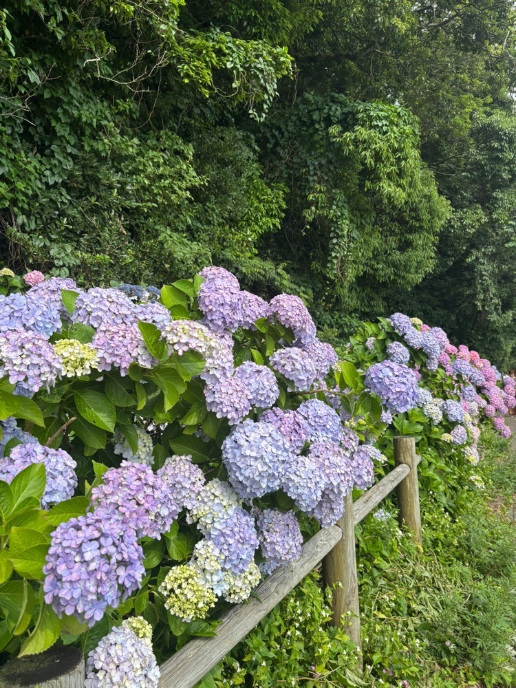 luckyさんが投稿した住吉自然公園に関する口コミの画像