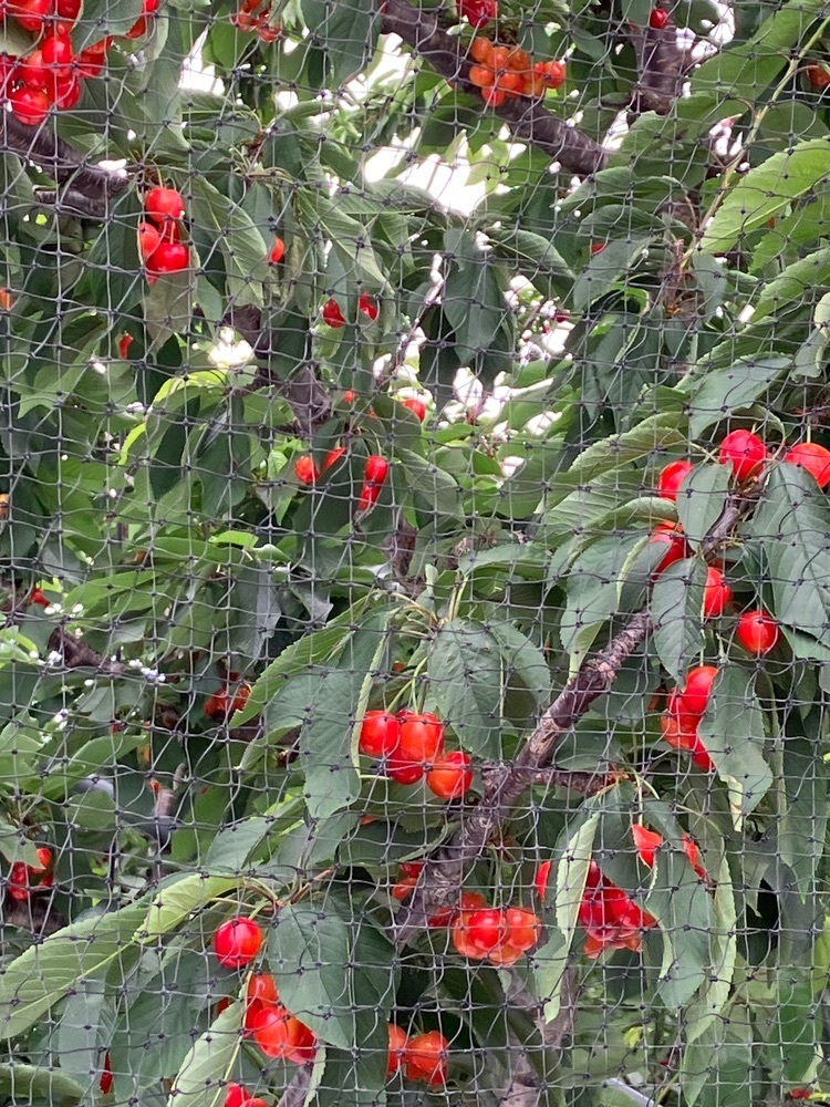 Nさんが投稿したCAFE ROPPE（カフェ ロッペ）に関する口コミの画像