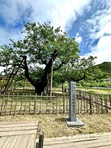 薄根の大クワ