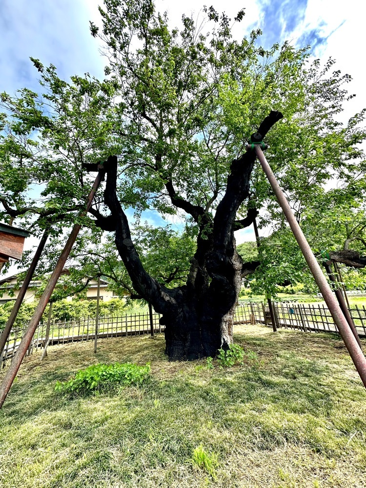 からっ風②さんが投稿した薄根の大クワに関する口コミの画像