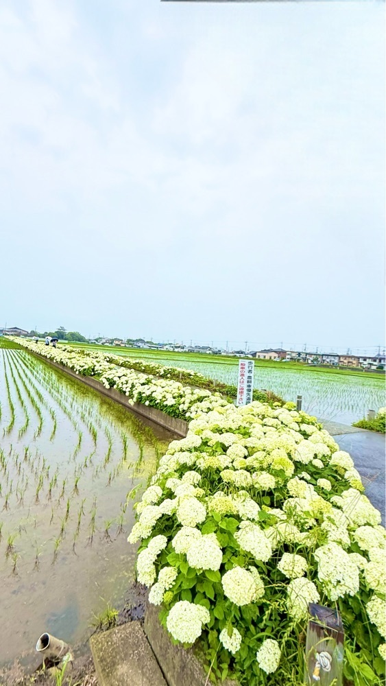 miiさんが投稿した騎西総合体育館（ふじアリーナ）に関する口コミの画像