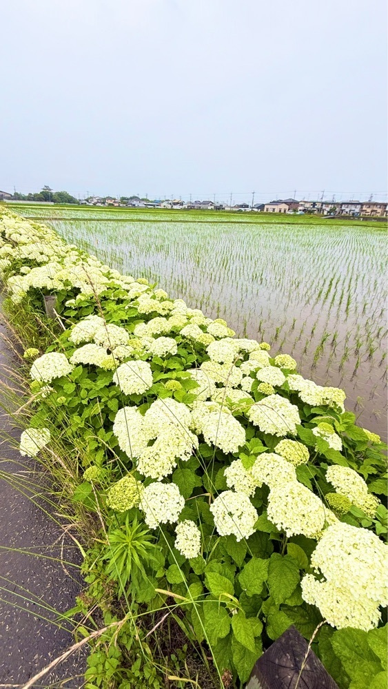 miiさんが投稿した騎西総合体育館（ふじアリーナ）に関する口コミの画像