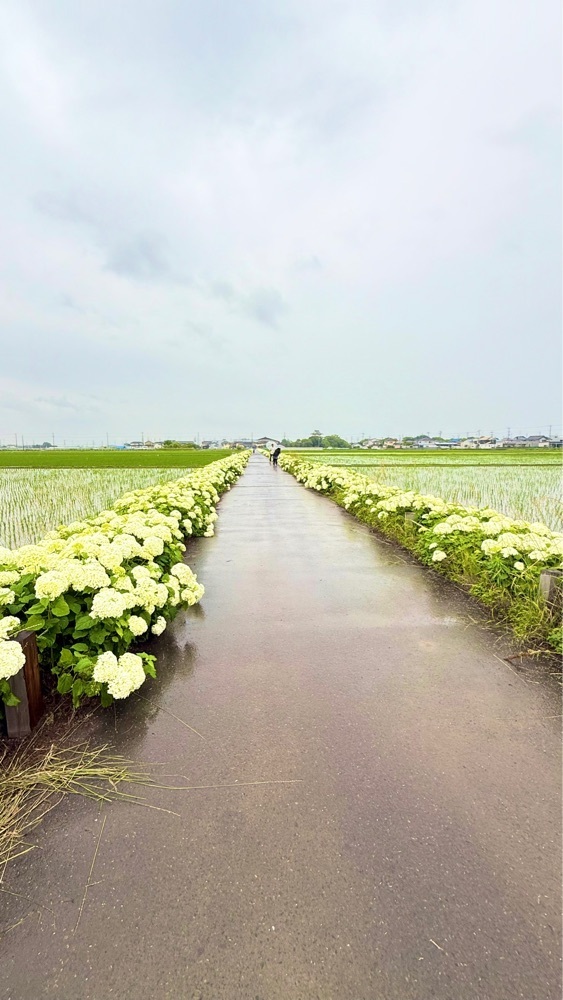 miiさんが投稿した騎西総合体育館（ふじアリーナ）に関する口コミの画像