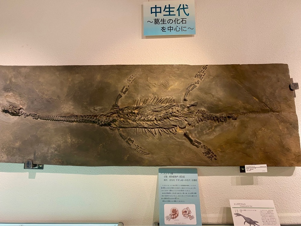 calm_gift_1030さんが投稿した葛生化石館に関する口コミの画像