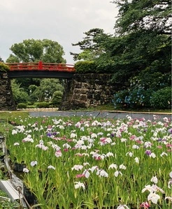 小田原城址公園のアジサイ
