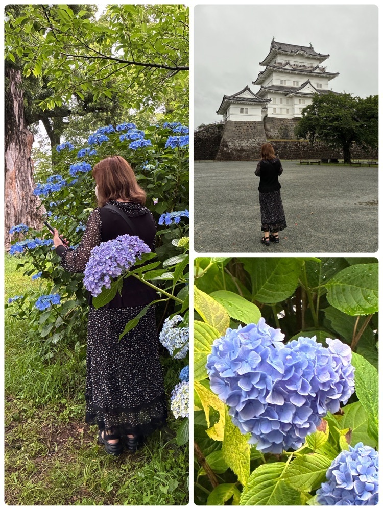 delicious_museum_7212さんが投稿した小田原城址公園のアジサイに関する口コミの画像