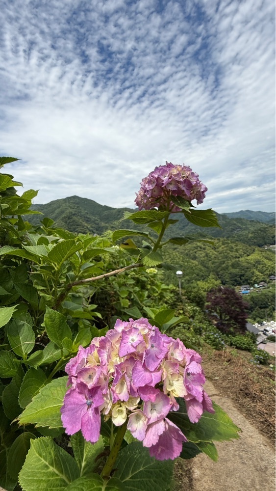 みぃさんが投稿した中野あじさいの里に関する口コミの画像