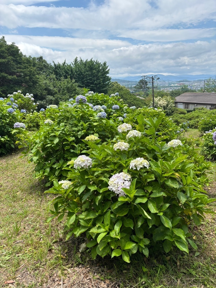 luckyさんが投稿した須恵町立皿山公園に関する口コミの画像