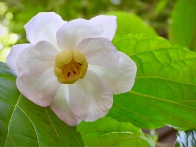 Coppice GARDEN