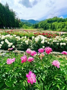 長井あやめ温泉桜湯
