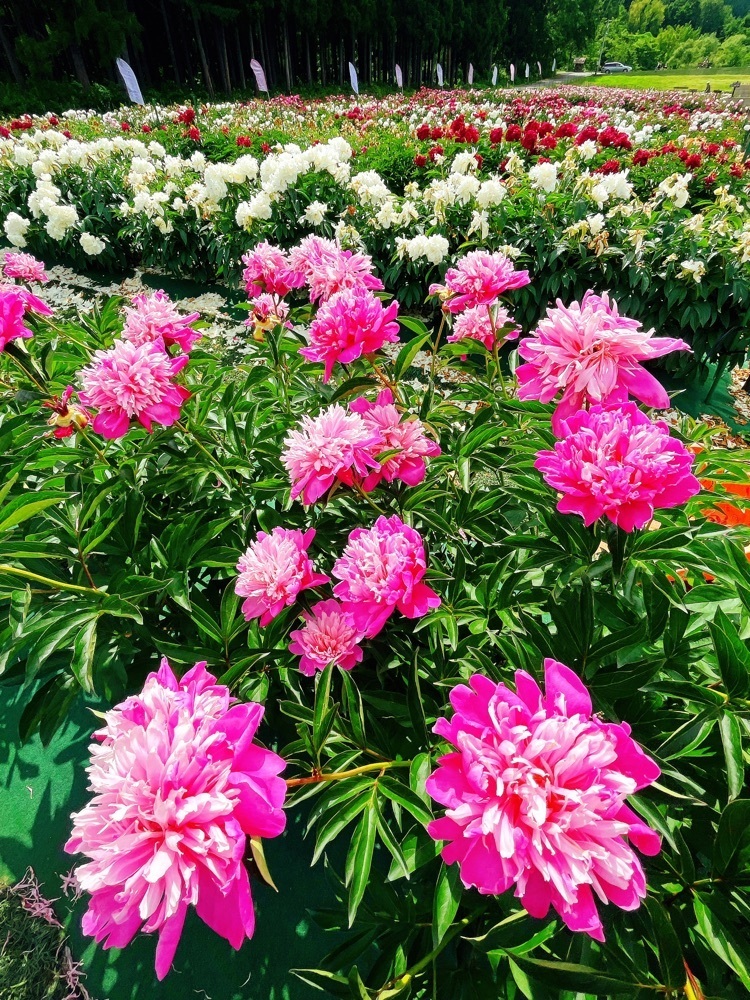 猫なぎ。さんが投稿した長井あやめ温泉桜湯に関する口コミの画像