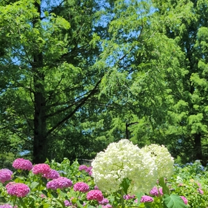 加須はなさき公園