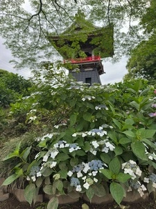 あじさい（能護寺）(2021/5/29～7/4能護寺参拝中止）