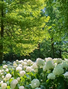加須はなさき公園