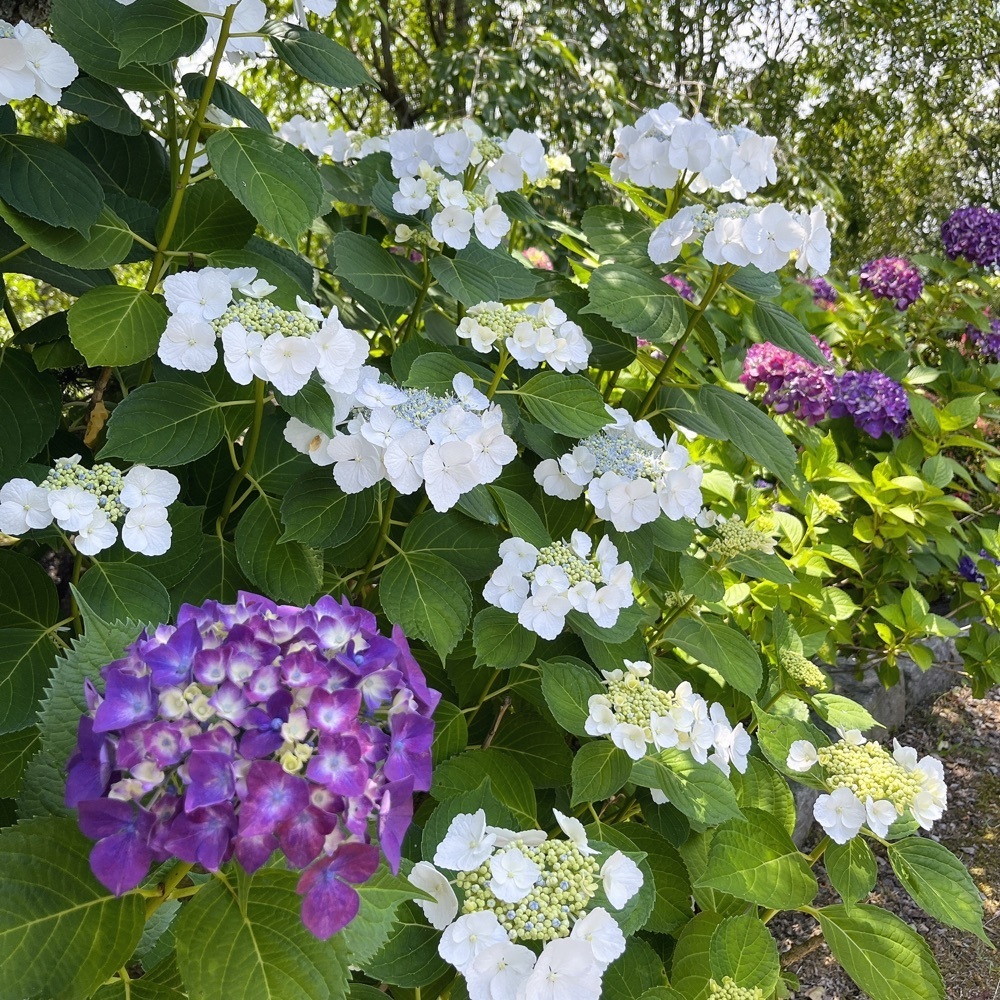 MIEさんが投稿した倶利伽羅不動寺 西之坊鳳凰殿に関する口コミの画像