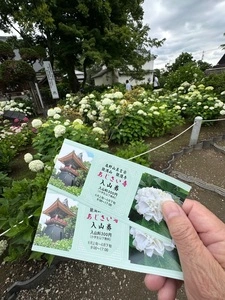 あじさい（能護寺）(2021/5/29～7/4能護寺参拝中止）