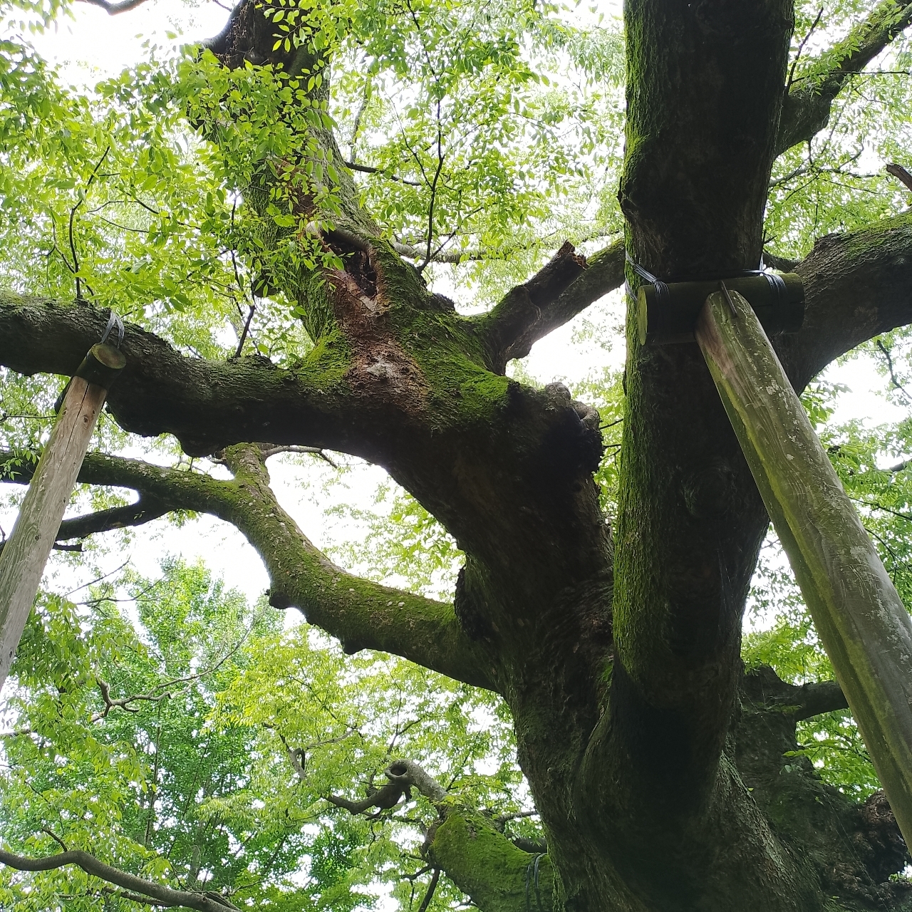 のんびりんこさんが投稿した新田神社に関する口コミの画像