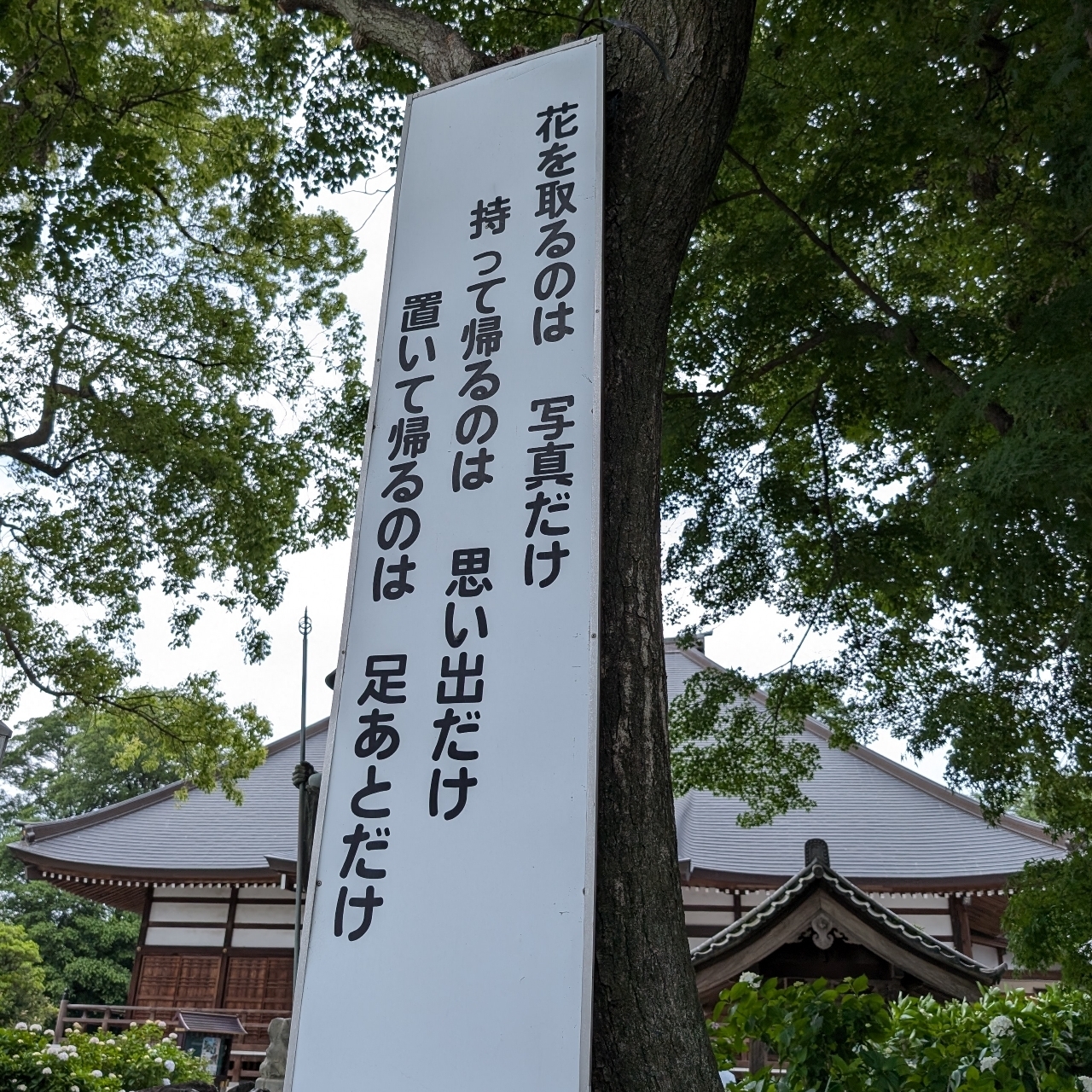 Pさんが投稿したあじさい（能護寺）(2021/5/29～7/4能護寺参拝中止）に関する口コミの画像