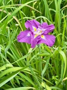 館林花菖蒲園