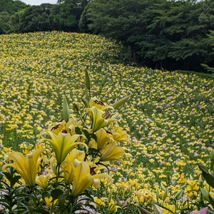 可睡ゆりの園