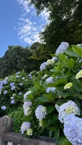 粟井神社のアジサイ