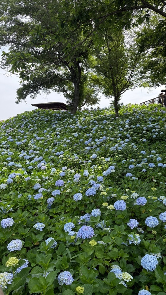みぃさんが投稿した満濃公園に関する口コミの画像