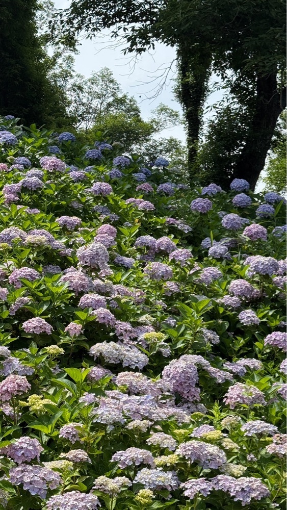 みぃさんが投稿した満濃公園に関する口コミの画像