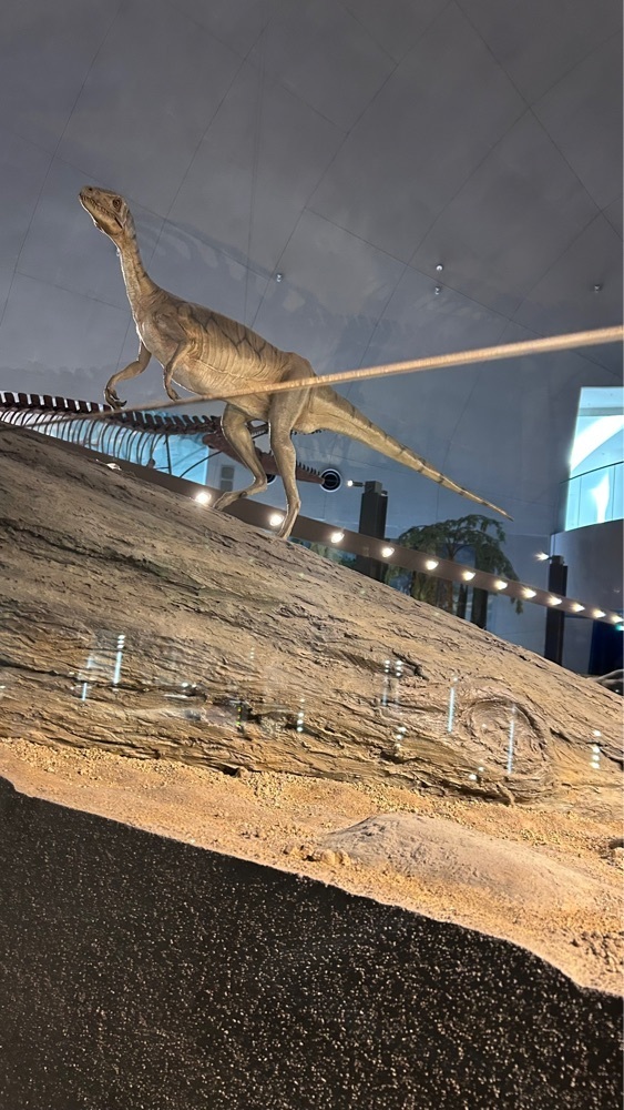 マサぴょんさんが投稿した福井県立恐竜博物館 ミュージアムショップ（FPDM MUSEUM SHOP）に関する口コミの画像
