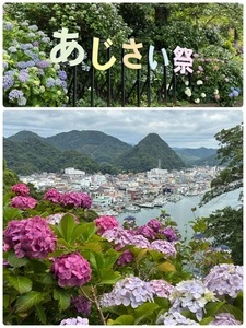 下田公園のアジサイ