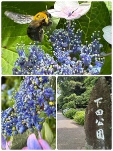下田公園のアジサイ