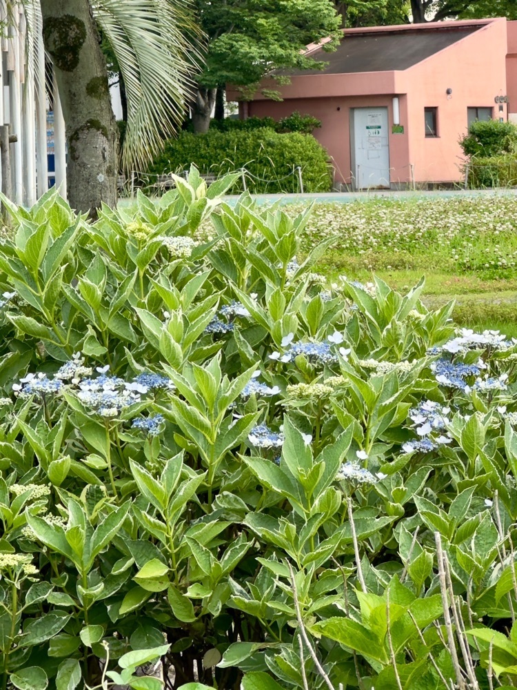 からっ風②さんが投稿した館林花菖蒲園に関する口コミの画像