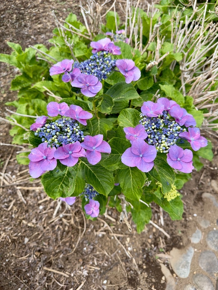 からっ風②さんが投稿した館林花菖蒲園に関する口コミの画像