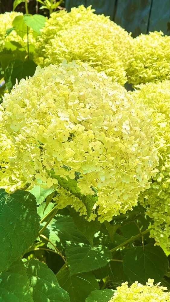 miiさんが投稿した西川ゆり園に関する口コミの画像