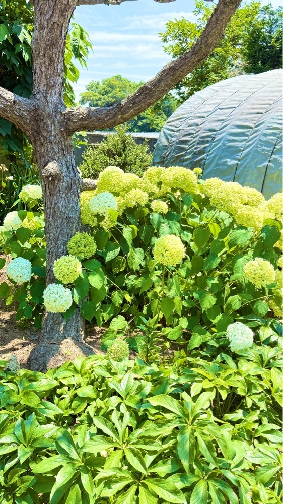 miiさんが投稿した西川ゆり園に関する口コミの画像
