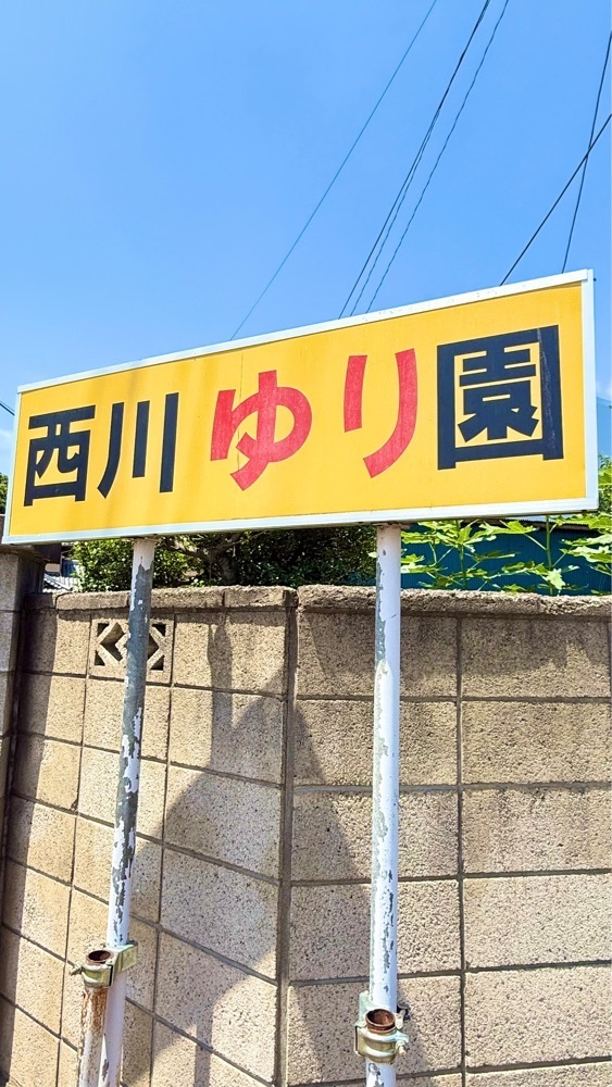 miiさんが投稿した西川ゆり園に関する口コミの画像