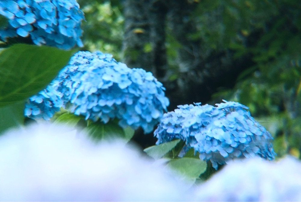 兎きちさんが投稿したあじさい公園に関する口コミの画像