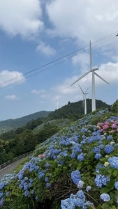大川原高原のあじさい