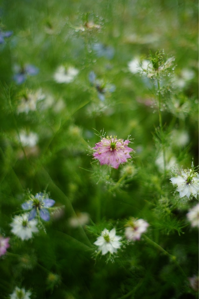 mt0130さんが投稿した山茶花高原ピクニックパークに関する口コミの画像