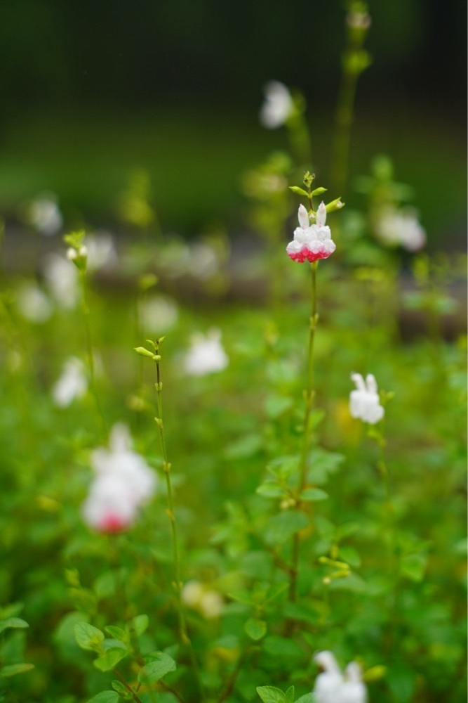 mt0130さんが投稿した山茶花高原ピクニックパークに関する口コミの画像