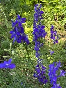 花柳食堂