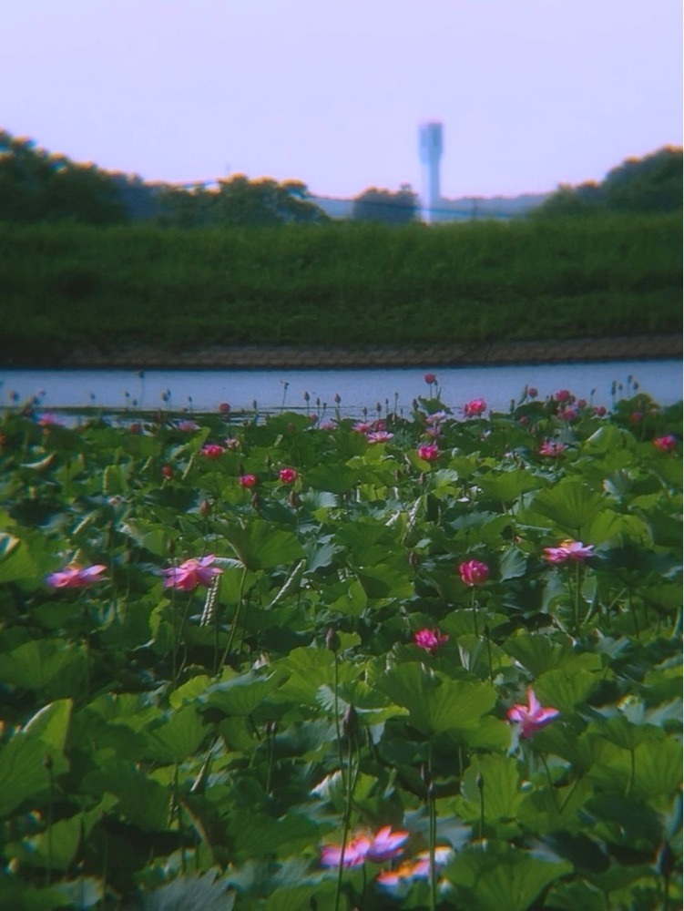 兎きちさんが投稿した蓮ケ池史跡公園に関する口コミの画像