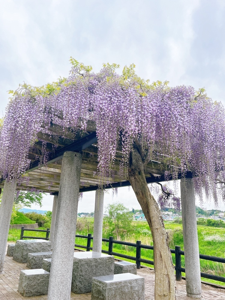 猫なぎ。さんが投稿した五輪堂山公園に関する口コミの画像