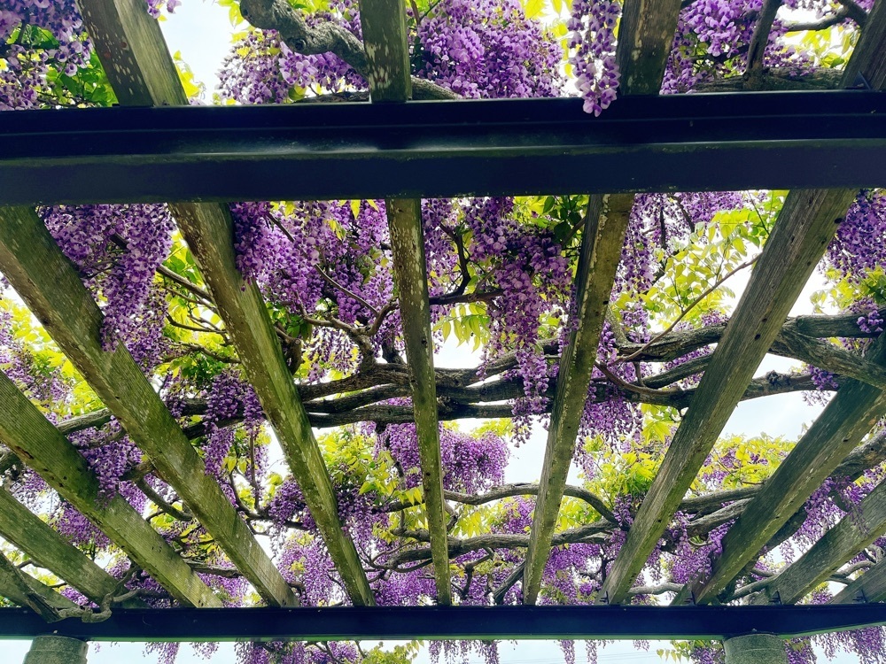 猫なぎ。さんが投稿した五輪堂山公園に関する口コミの画像