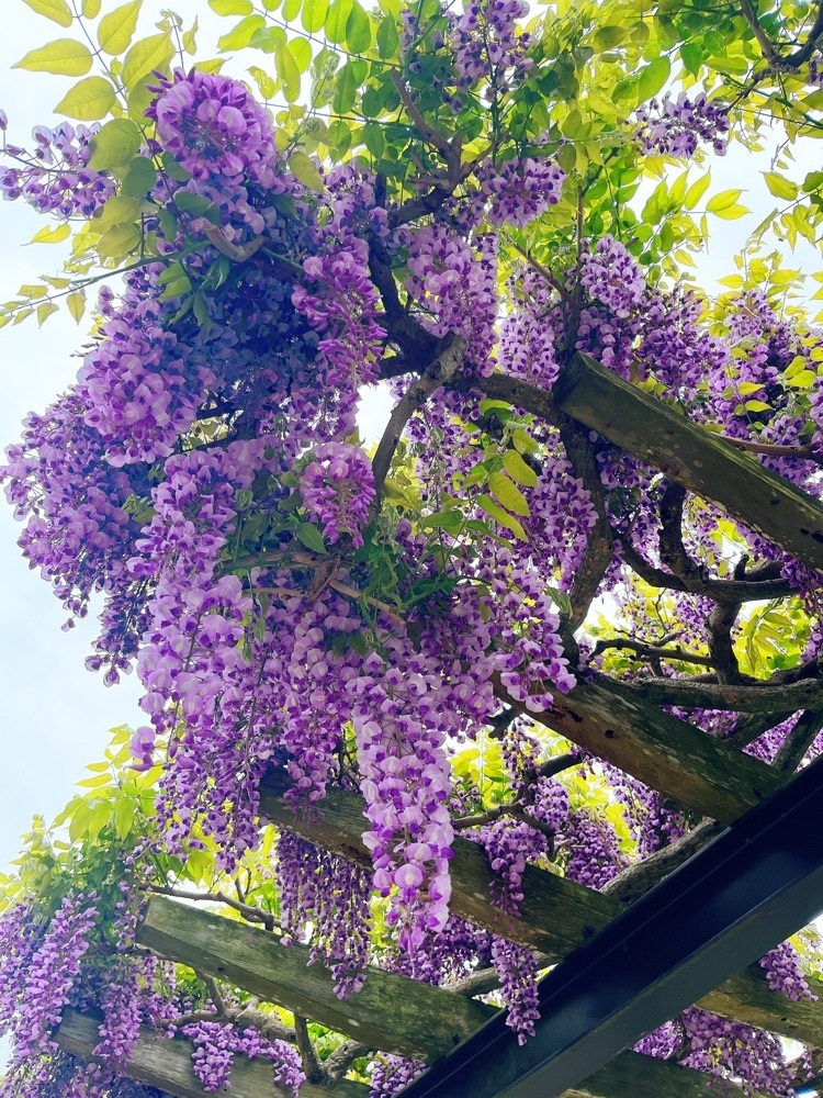 猫なぎ。さんが投稿した五輪堂山公園に関する口コミの画像