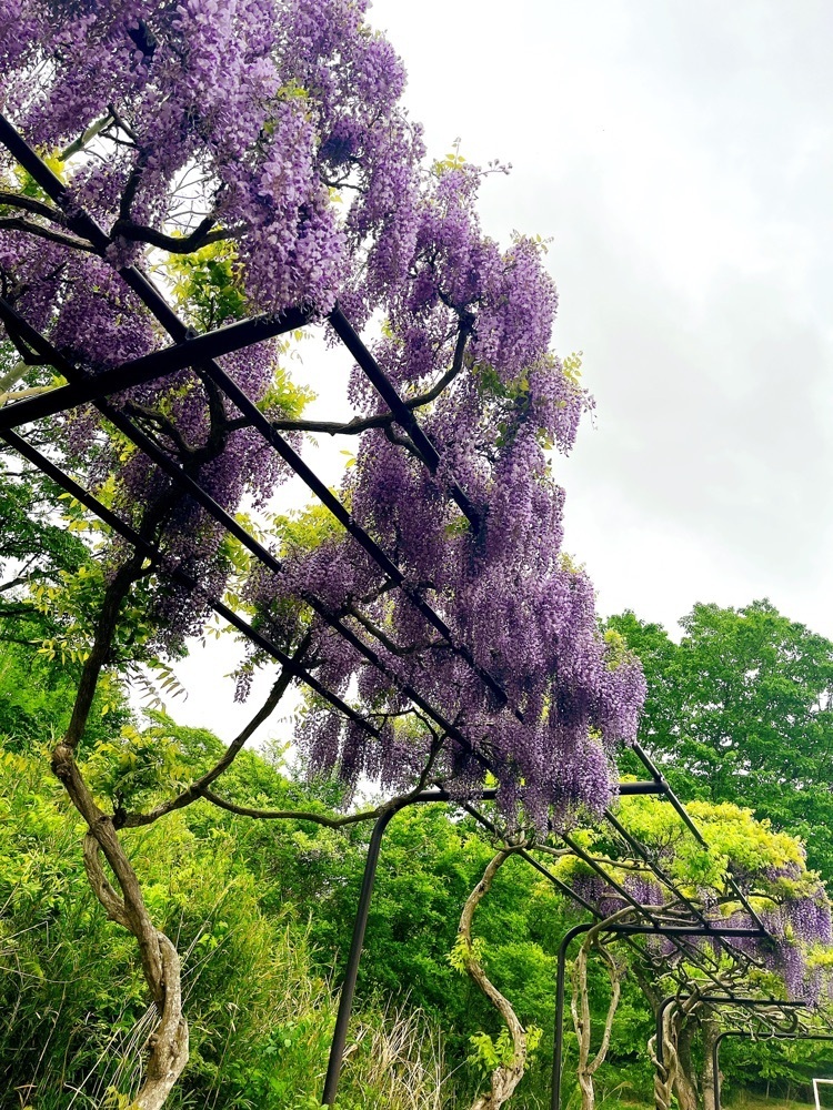 猫なぎ。さんが投稿した五輪堂山公園に関する口コミの画像