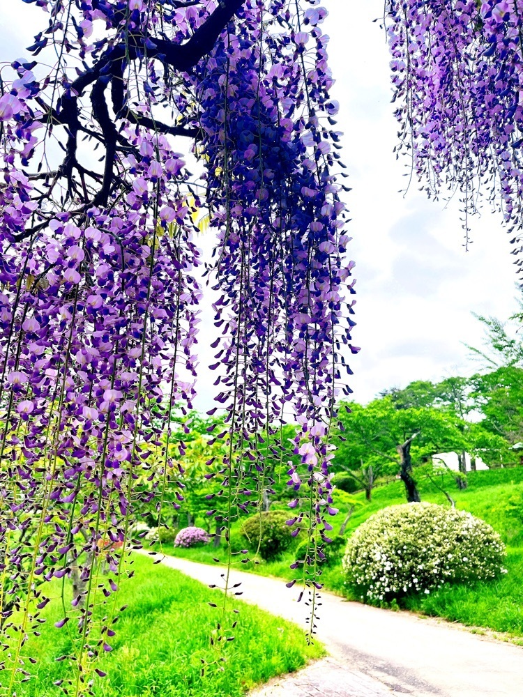 猫なぎ。さんが投稿した五輪堂山公園に関する口コミの画像