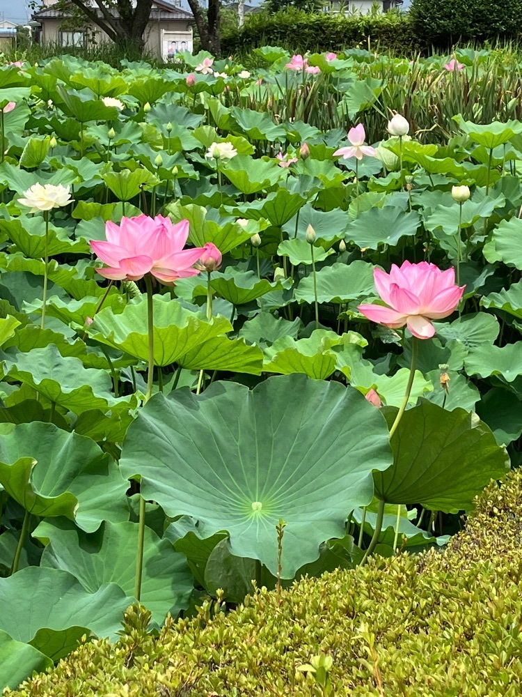 Nさんが投稿した玉穂ふるさとふれあい広場に関する口コミの画像
